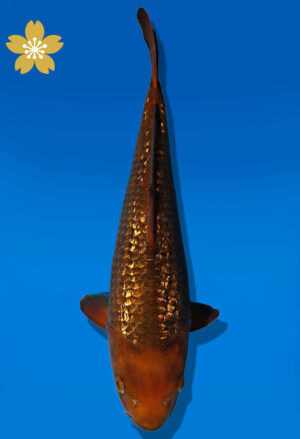Koi Auktion Dainichi GinrinChagoi JumboTosai BrownMonkey - 37cm GT07-2267