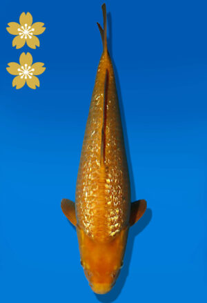 Koi Auktion Dainichi GinrinKarashigoi JumboTosai YellowMonkey - 40cm GT07-2256