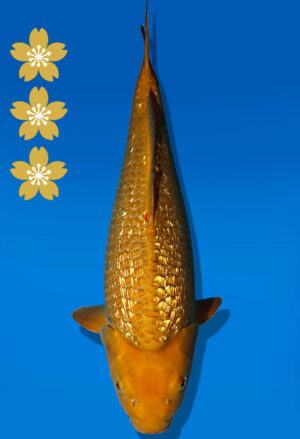 Koi Auktion Dainichi GinrinChagoi JumboTosai BrownMonkey - 45cm GT07-2257