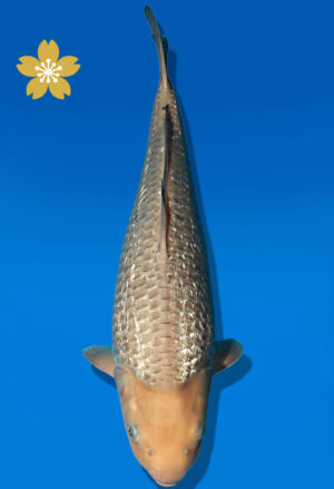 Koi Auktion Dainichi GinrinSoragoi JumboTosai SoraXGinrinSora - 42cm GT07-2258