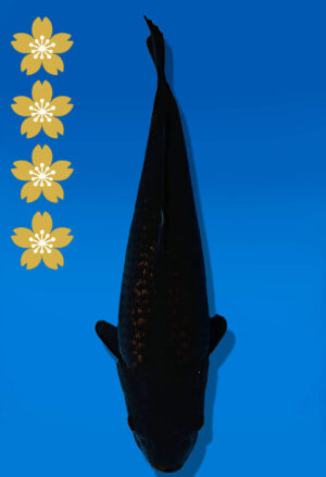 Koi Auktion Dainichi BlackDiamond JumboTosai BlackZeus - 42cm GT07-2259