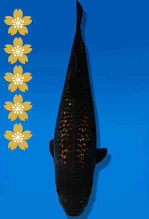 Koi Auktion Dainichi BlackDiamond JumboTosai BlackZeus - 49cm GT06-2260