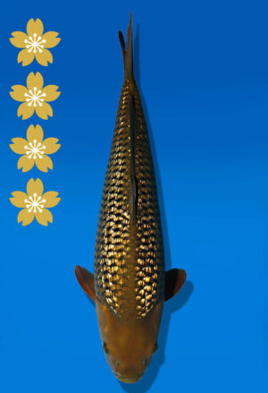 Koi Auktion Dainichi Chagoi JumboTosai BrownMonkey - 45cm GT06-2261