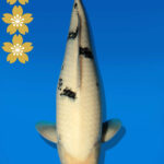 Koi Auktion Dainichi TanchoSanke JumboTosai MSankeJr. - 45cm NN01-2292