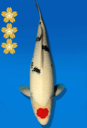 Koi Auktion Dainichi TanchoSanke JumboTosai MSankeJr. - 45cm NN01-2292
