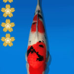 Koi Auktion Dainichi Sanke JumboTosai MSankeJr. - 50cm NN01-2268