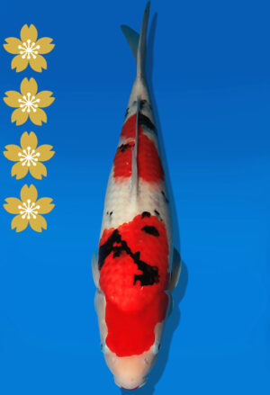 Koi Auktion Dainichi Sanke JumboTosai MSankeJr. - 50cm NN01-2268