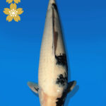 Koi Auktion Dainichi ShiroUtsuri JumboTosai Monroe - 47cm NN01-2293