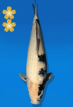 Koi Auktion Dainichi ShiroUtsuri JumboTosai Monroe - 47cm NN01-2293