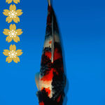 Koi Auktion Dainichi Showa JumboTosai BlackMonroe - 49cm NN01-2269