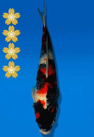 Koi Auktion Dainichi Showa JumboTosai BlackMonroe - 49cm NN01-2269