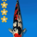 Koi Auktion Dainichi Sanke JumboTosai MSankeJr. - 48cm NN01-2270