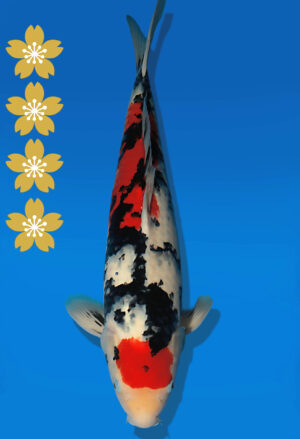 Koi Auktion Dainichi Sanke JumboTosai MSankeJr. - 48cm NN01-2270