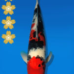 Koi Auktion Dainichi Sanke JumboTosai MSankeJr. - 43cm NN01-2271