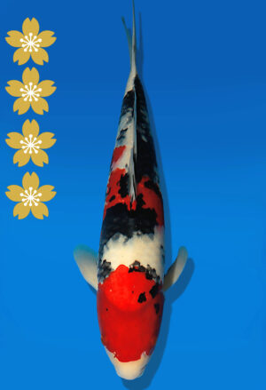 Koi Auktion Dainichi Sanke JumboTosai MSankeJr. - 43cm NN01-2271