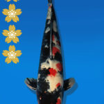 Koi Auktion Dainichi Showa JumboTosai BlackMonroe - 49cm NN01-2272
