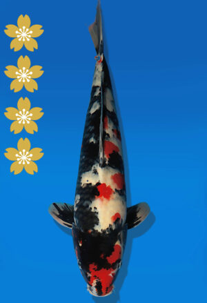Koi Auktion Dainichi Showa JumboTosai BlackMonroe - 49cm NN01-2272