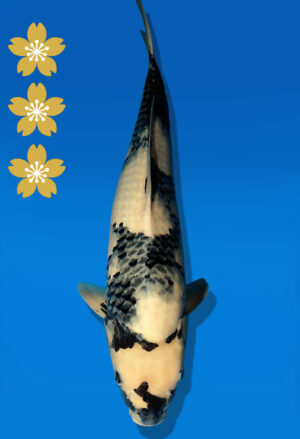 Koi Auktion Dainichi ShiroUtsuri JumboTosai BlackMonroe - 50cm NN01-2273