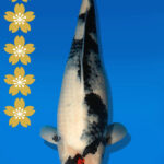 Koi Auktion Dainichi TanchoShowa JumboTosai MonaLisa - 52cm NN02-2294