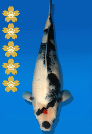 Koi Auktion Dainichi TanchoShowa JumboTosai MonaLisa - 52cm NN02-2294