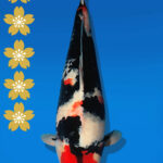 Koi Auktion Dainichi Showa JumboTosai BlackMonroe - 51cm NN02-2274