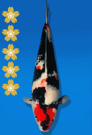 Koi Auktion Dainichi Showa JumboTosai BlackMonroe - 51cm NN02-2274