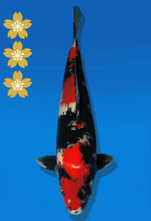 Koi Auktion Dainichi Showa JumboTosai BlackMonroe - 47cm NN02-2275