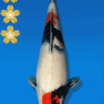 Koi Auktion Dainichi Showa JumboTosai BlackMonroe - 45cm NN02-2295