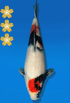 Koi Auktion Dainichi Showa JumboTosai BlackMonroe - 45cm NN02-2295