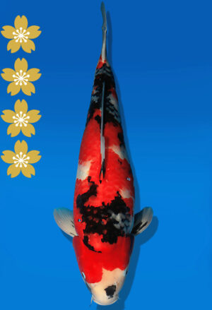 Koi Auktion Dainichi Showa JumboTosai WhiteMonroe - 51cm NN02-2276