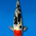 Koi Auktion Dainichi Sanke JumboTosai MSankeJr. - 49cm NN02-2277