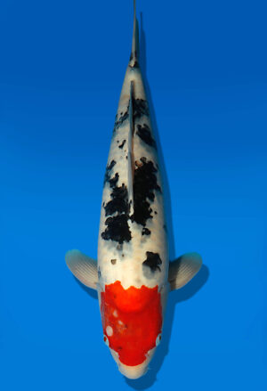 Koi Auktion Dainichi Sanke JumboTosai MSankeJr. - 49cm NN02-2277
