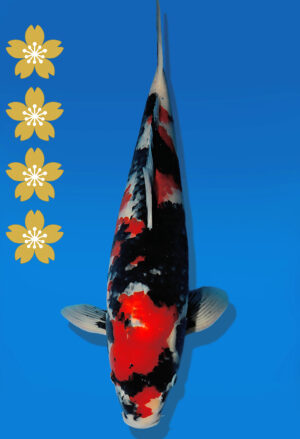 Koi Auktion Dainichi Showa JumboTosai BlackMonroe - 51cm NN02-2278