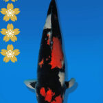 Koi Auktion Dainichi Showa JumboTosai BlackMonroe - 51cm NN02-2279