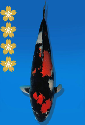 Koi Auktion Dainichi Showa JumboTosai BlackMonroe - 51cm NN02-2279