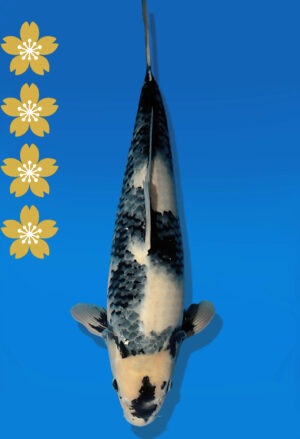 Koi Auktion Dainichi ShiroUtsuri JumboTosai WhiteMonroe - 50cm NN02-2296