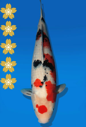 Koi Auktion Dainichi Sanke JumboTosai MSankeJr. - 50cm NN02-2297