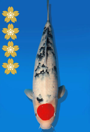 Koi Auktion Dainichi Sanke JumboTosai MSankeJr. - 50cm NN02-2280