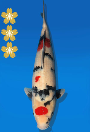 Koi Auktion Dainichi Showa JumboTosai MonaLisa - 51cm NN02-2281