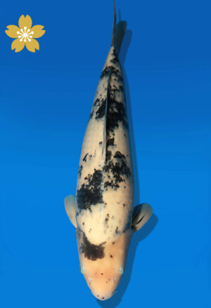 Koi Auktion Dainichi Sanke JumboTosai MSankeJr. - 49cm NN02-2282