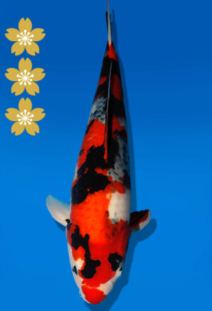 Koi Auktion Dainichi Showa JumboTosai Monroe - 51cm NN03-2283