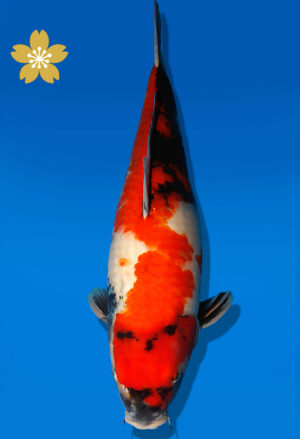 Koi Auktion Dainichi Showa JumboTosai Monroe - 47cm NN03-2284