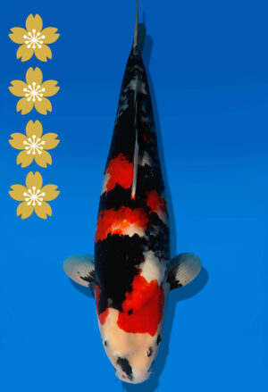 Koi Auktion Dainichi Showa JumboTosai MonaLisa - 51cm NN03-2285