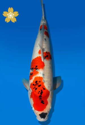 Koi Auktion Dainichi Showa JumboTosai Monroe - 51cm NN03-2286
