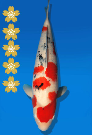 Koi Auktion Dainichi Sanke JumboTosai MSankeJr. - 51cm NN03-2287
