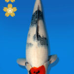 Koi Auktion Dainichi Showa JumboTosai MonaLisa - 51cm NN03-2288
