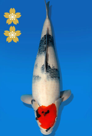 Koi Auktion Dainichi Showa JumboTosai MonaLisa - 51cm NN03-2288