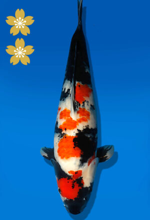 Koi Auktion Dainichi Showa JumboTosai BlackMonroe - 51cm NN03-2289