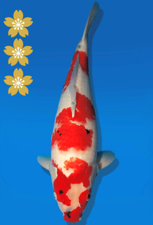 Koi Auktion Dainichi Showa JumboTosai Monroe - 50cm NN03-2290