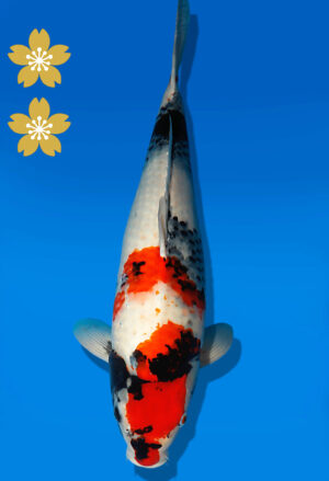 Koi Auktion Dainichi Showa JumboTosai Monroe - 50cm NN03-2291